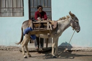 Peruvian Woman Donkey